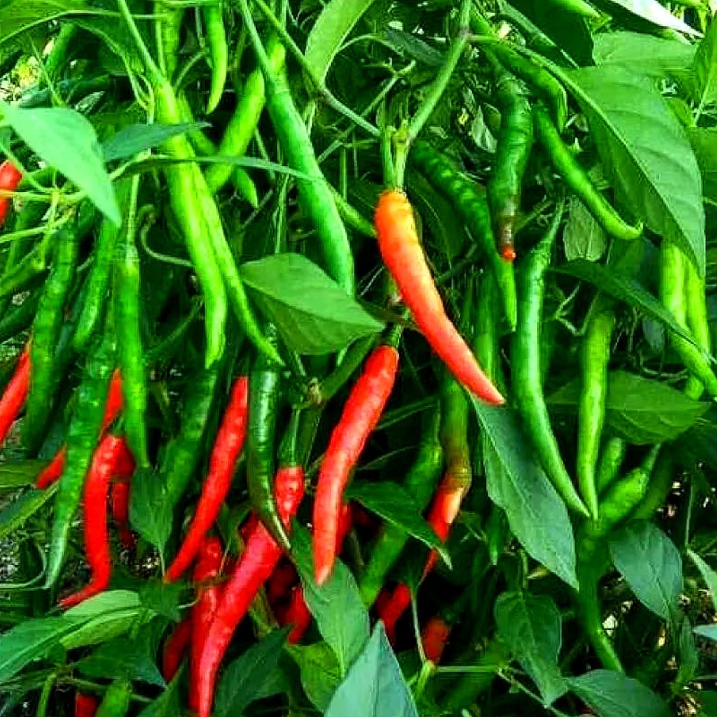 Green Chilli F1 Hybrid Seeds