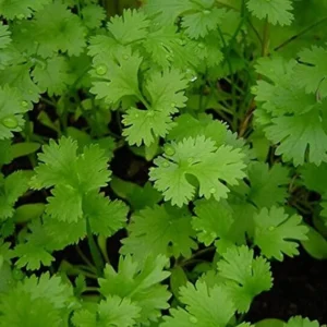 coriander seed buy online