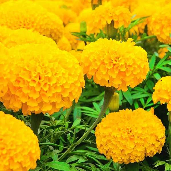 Marigold Seeds