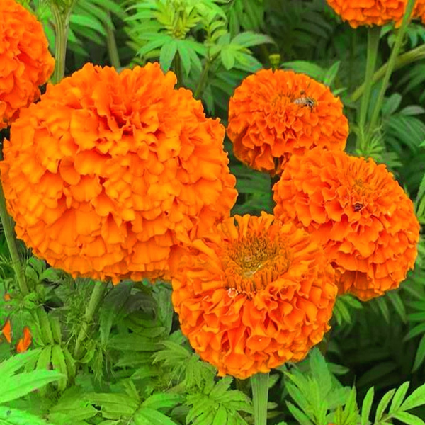 African Orange Marigold Flower Seeds