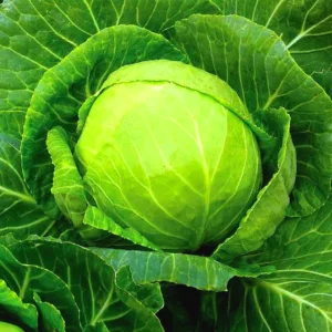 buy Cabbage Seeds Online