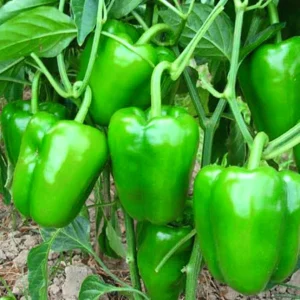 Green Capsicum Seeds