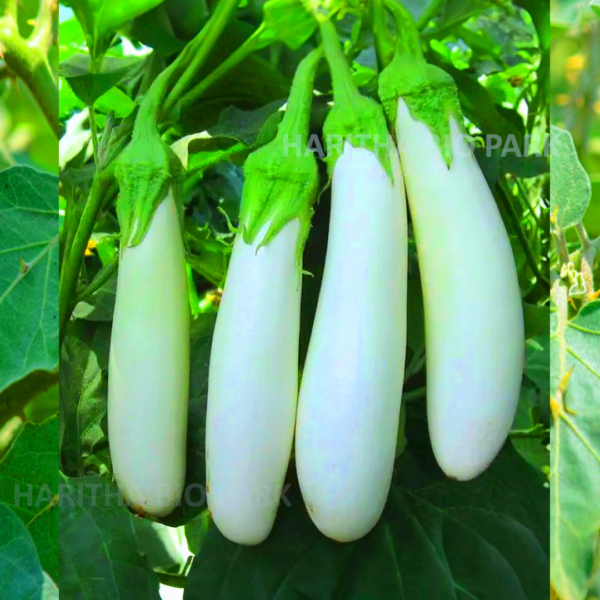 Brinjal White Long