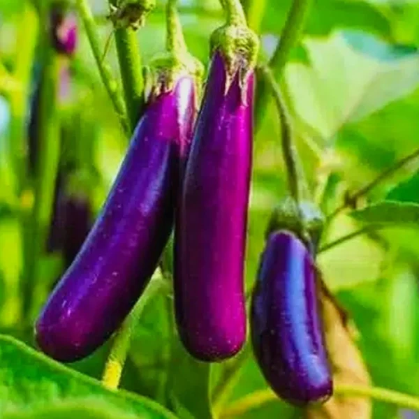 Brinjal Violet Long Hybrid Seeds