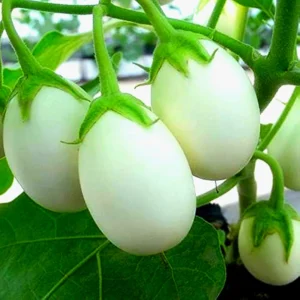 Brinjal White Round