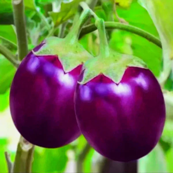 Brinjal Purple Round Hybrid Seeds