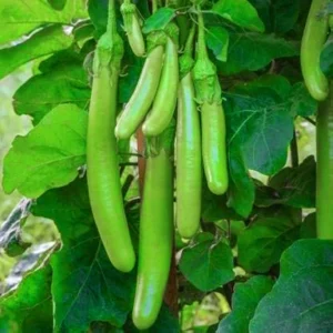 Brinjal Green Long Hybrid Seeds