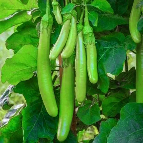 Brinjal Green Long Hybrid Seeds