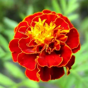 Marigold French Scarlet Red Flower Seeds