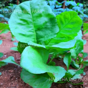 Palak Spinach Seeds