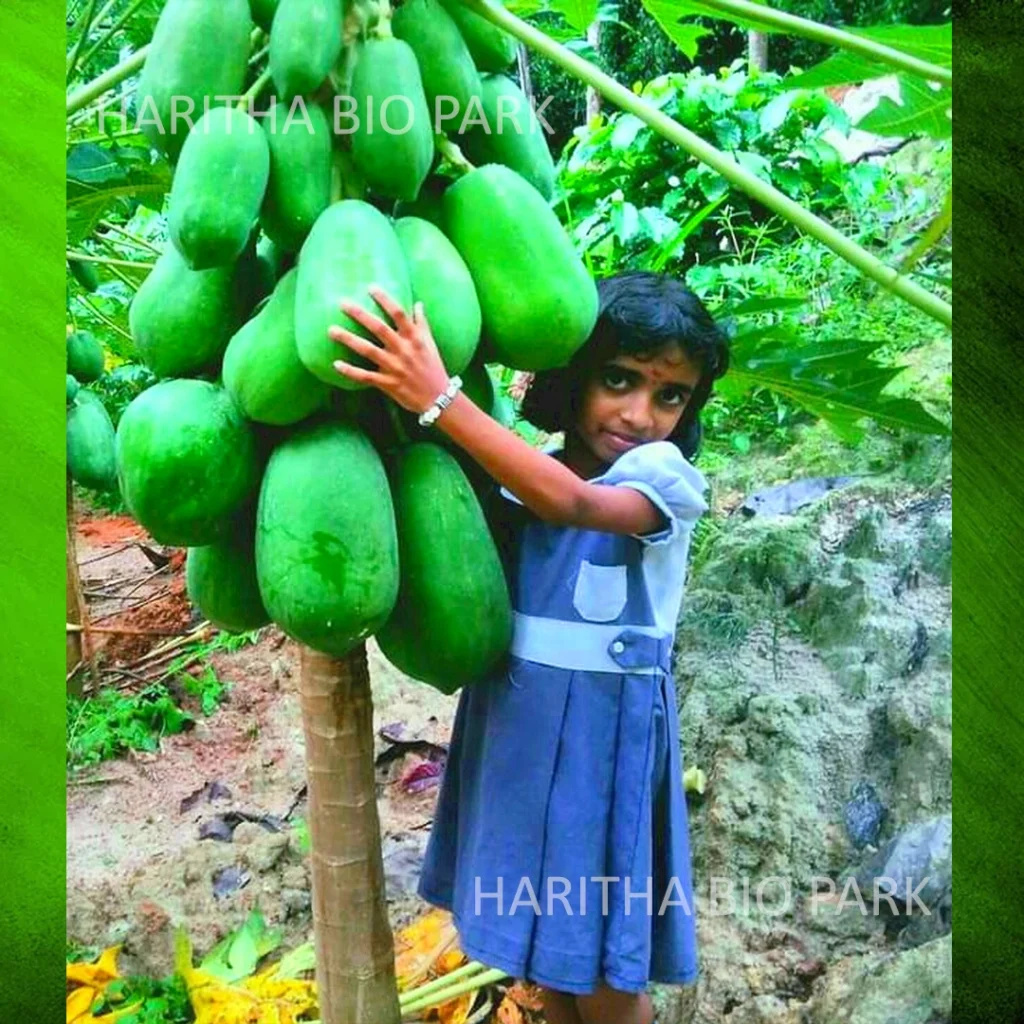 Red Lady Papaya Seeds