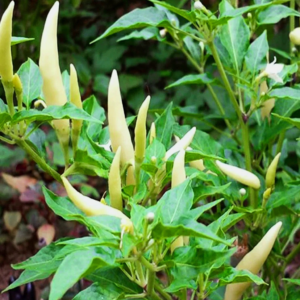 CHILI SEEDS HYBRID