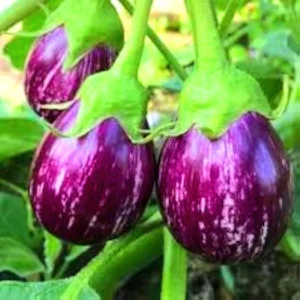 hybrid purple white brinjal seeds