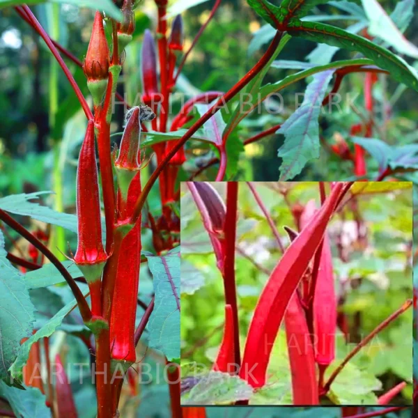 Red Ladies Finger seeds