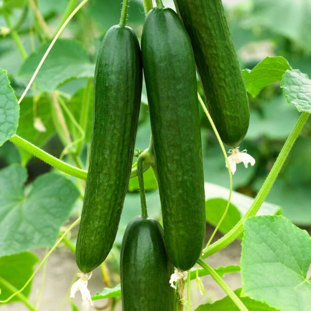 Salad cucumber seeds