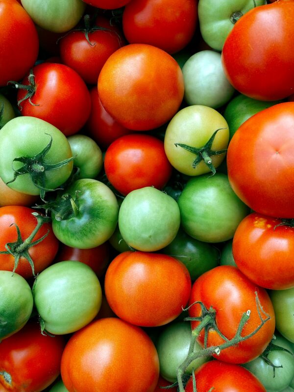 best quality tomato seeds