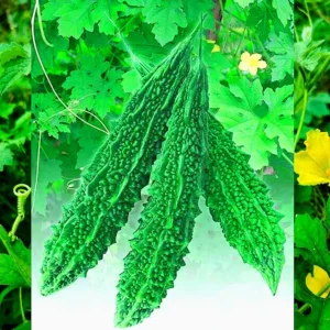 Bitter Gourd Seeds