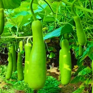 Buy Bottle Gourd Seeds Online