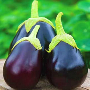 Brinjal Dark Purple Hybrid Seeds