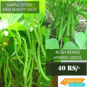 bush beans Hybrid seeds