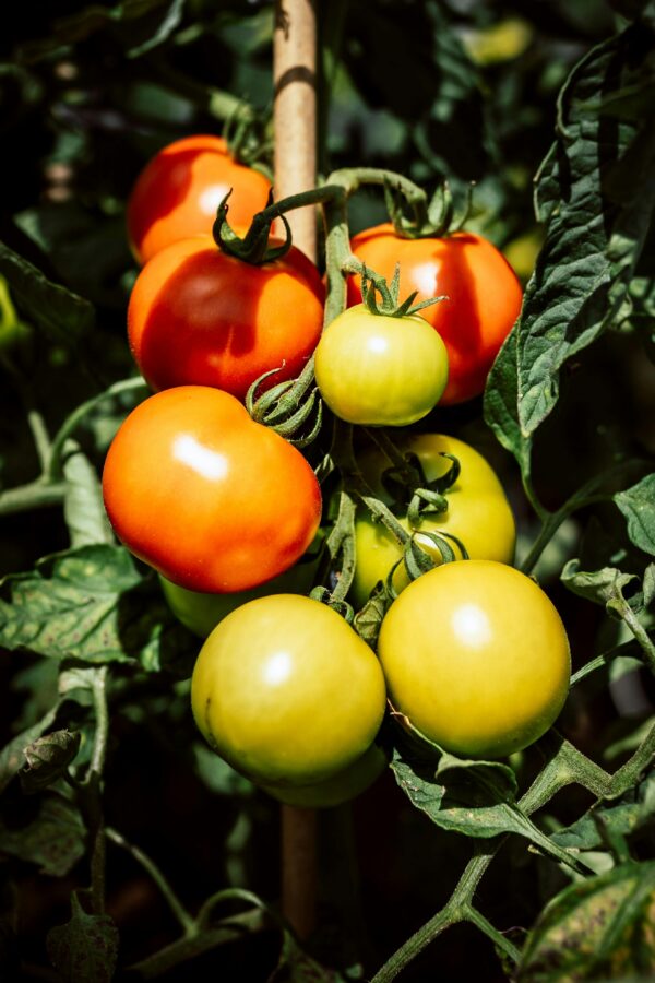 best quality tomato seeds online