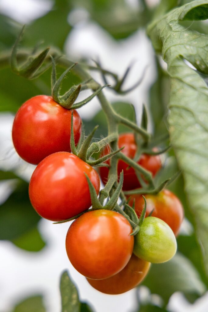 buy tomato seeds online