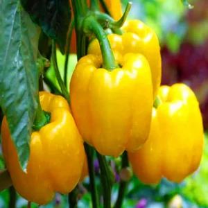 Capsicum Yellow