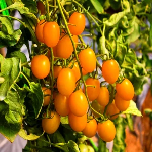 Cherry Tomato Yellow Hybrid Seeds