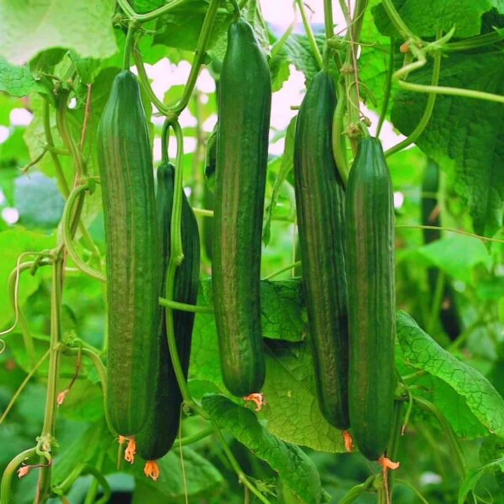 Salad Cucumber Seeds