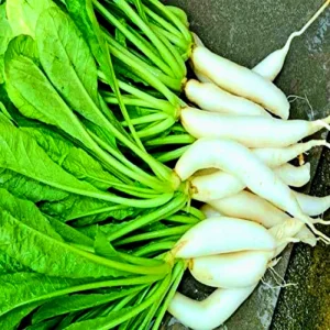 white radish seeds online