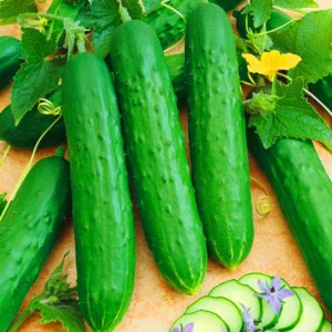 salad cucumber seed buy online