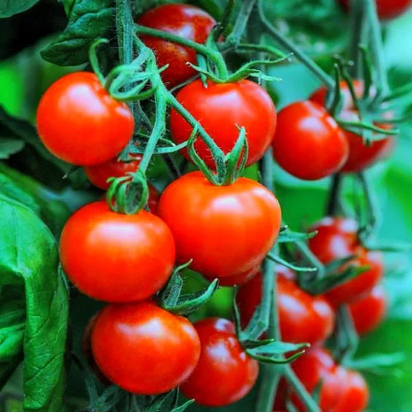 hybrid tomato seeds