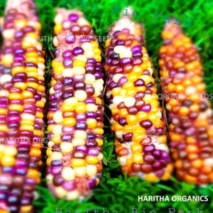 Multi-Color Corn Seeds Rainbow corn seeds online