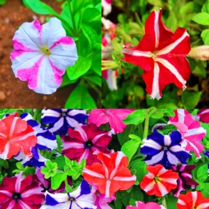 Petunia Dwarf Stars Mixed Seeds