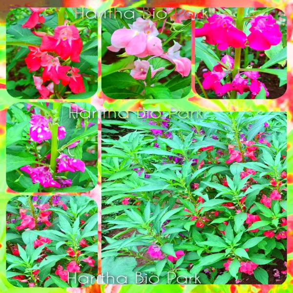 Balsam Mixed Flower Seeds