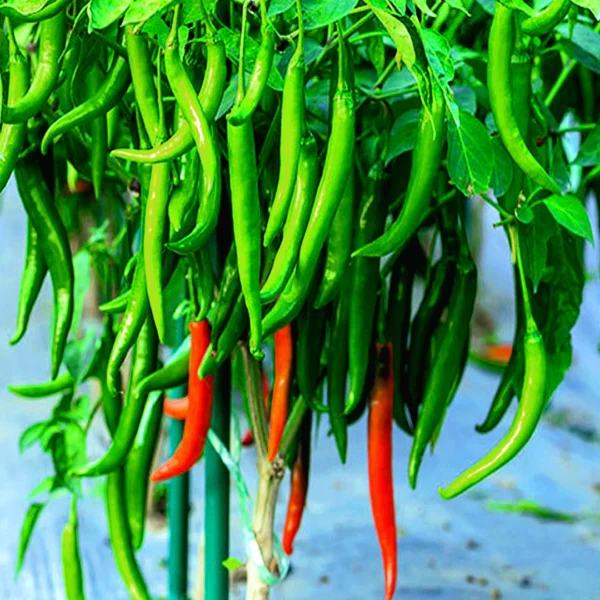 Buy Green Chili Spicy Seeds for High-Yield