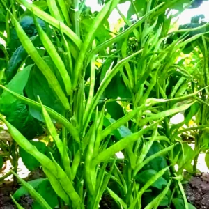 Cluster Beans Hybrid Seeds