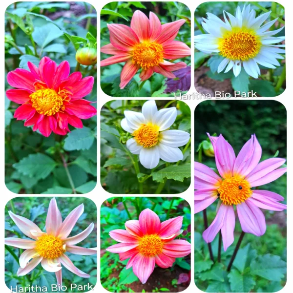 dahlia flower mixed color varieties online