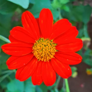 Red Mexican Sunflower