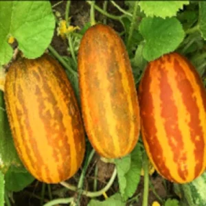 Sambar Cucumber Seeds