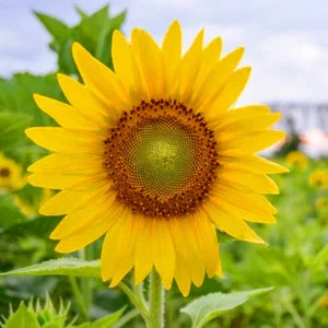 buy sunflower seeds for planting