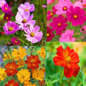 Cosmos Mixed Flower Seeds