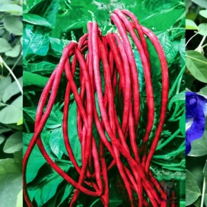 Yard Long Bean Red Hybrid Seeds