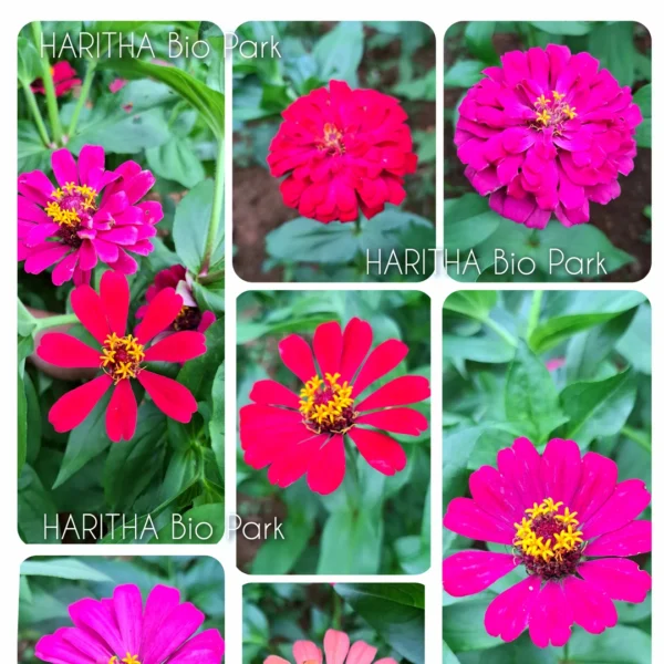 Zinnia Flower Mix Seeds