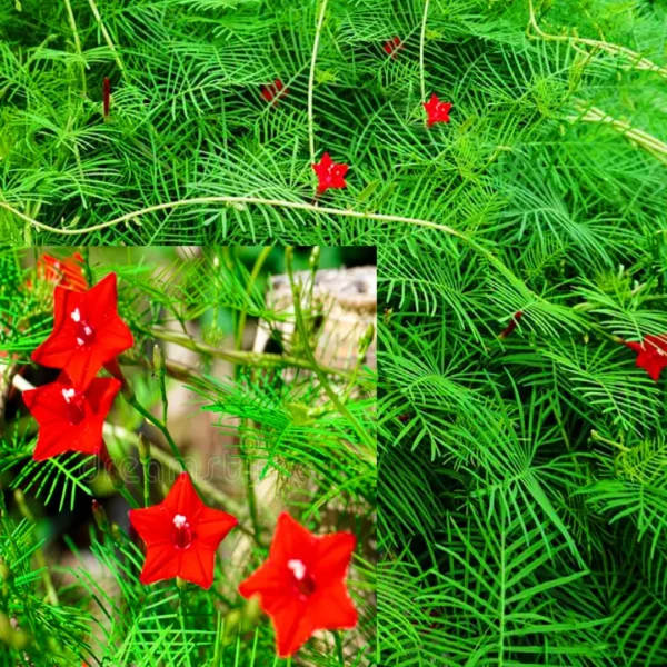 Cypress Vine Creeper Plant Seeds