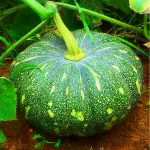 Pumpkin Hybrid Seeds