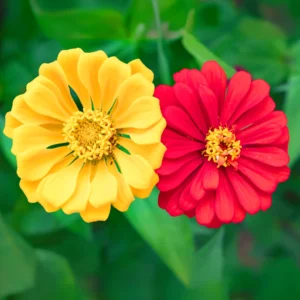 Zinnia Flower Mix Seeds