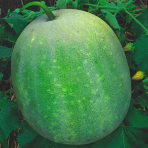 Ash Gourd Hybrid Seeds