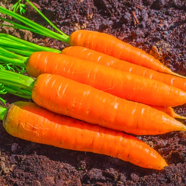 Carrot Hybrid Seeds