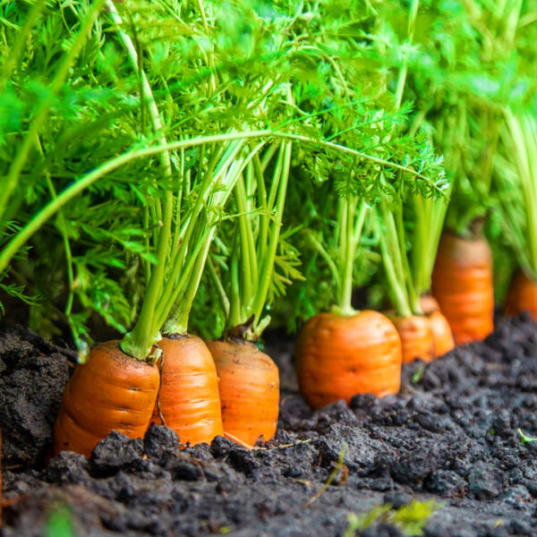 Carrot Hybrid Seeds